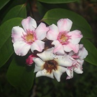 Strophanthus gratus (Wall. & Hook.) Baill.